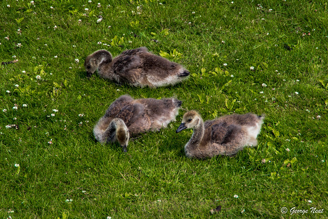 Goslings Along in Beaver