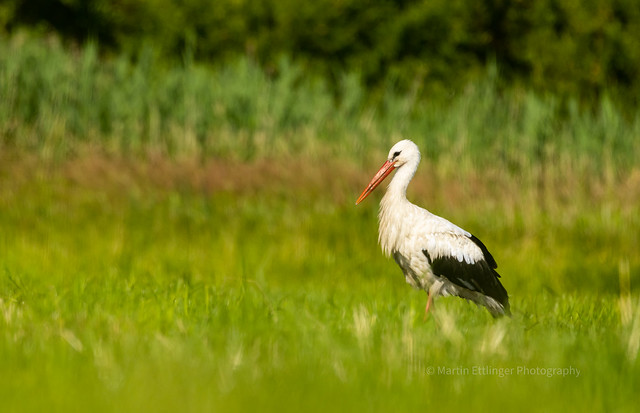 white stork 01072023 (1)