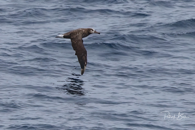 black-footed albatross--2