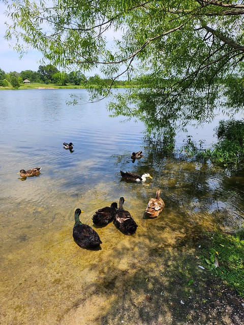 Sunning Ducks