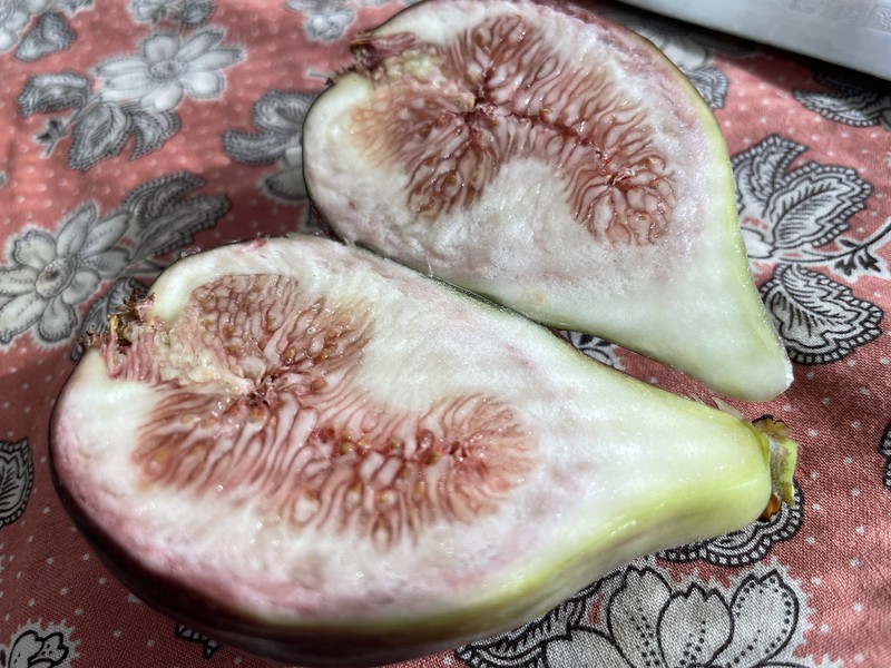 First fig of the season