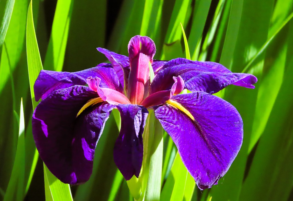 Purple Petaled Iris