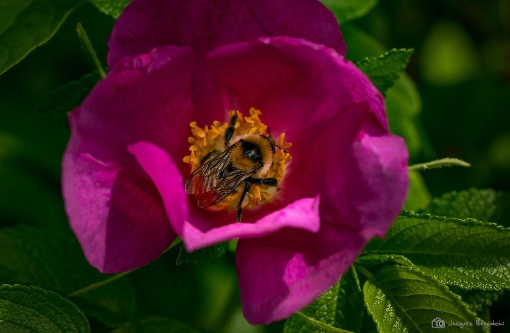 Bourdon butine rose sauvage - Piste Osisko - 01 juillet 2023