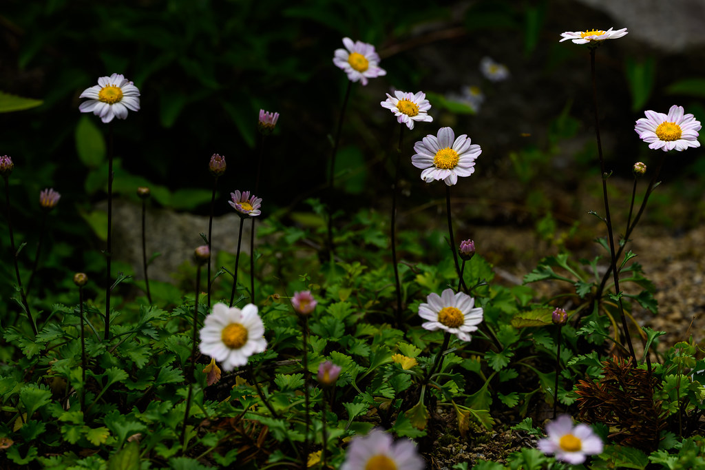 Chrysanthemum arcticum subsp. arcticum