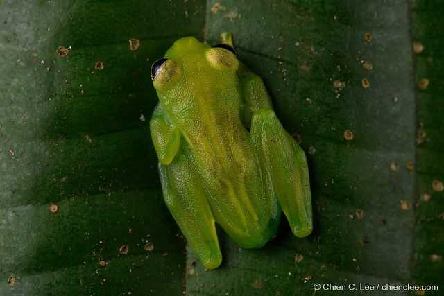 Dwarf Glass Frog (Teratohyla spinosa)