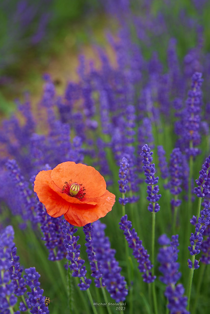 lavender and poppy