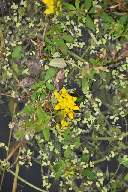 Lotus pedunculatus 23-06-18 02