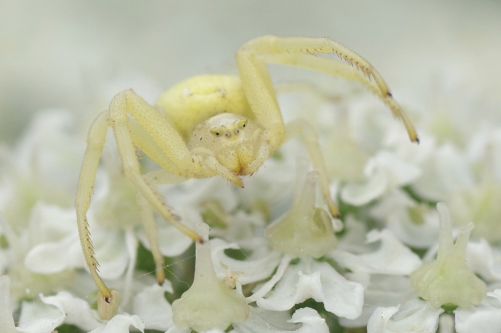 Crab Spider - Misumena vatia