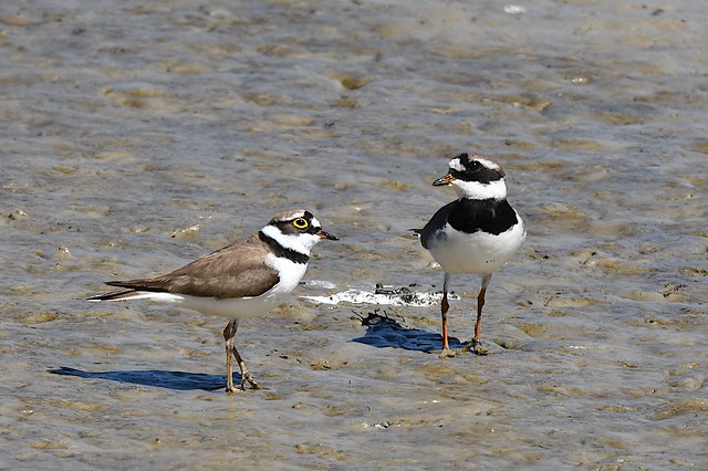 Plovers united