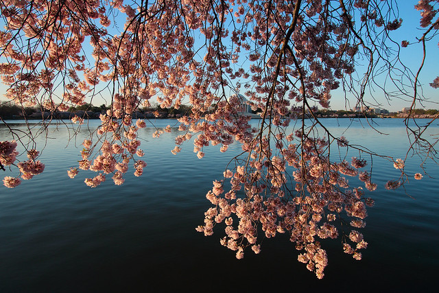 cherry blossom in DC 2023