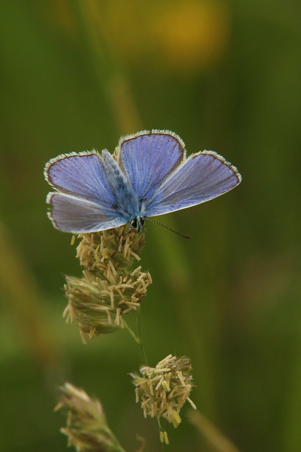Blue in the meadow