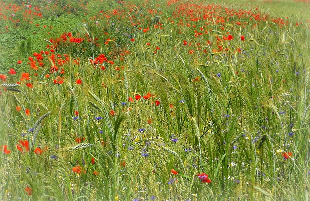 Field flowers and wildflowers