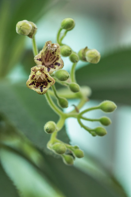 Rhytidophyllum tomentosum 0811-1; Gesneriaceae (3)