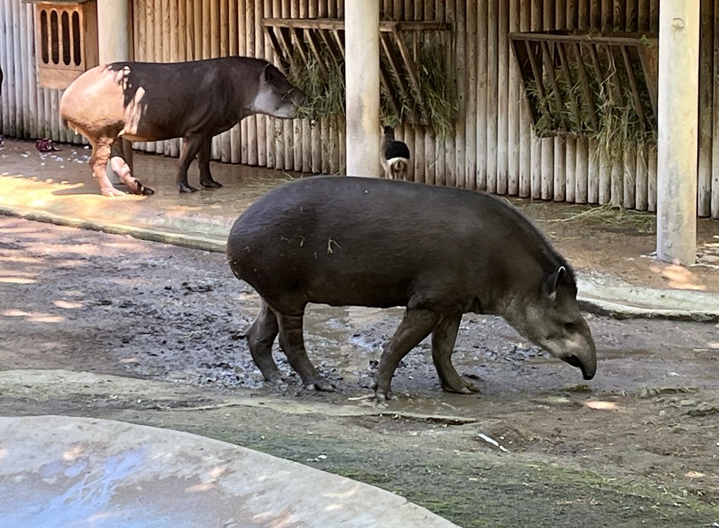 South American tapirs