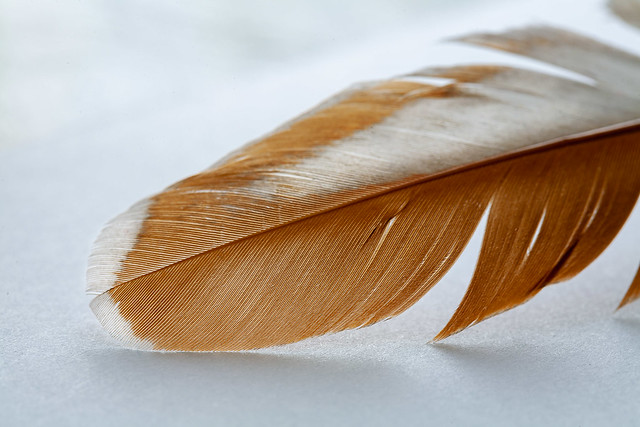 Bantam Chicken Feather.