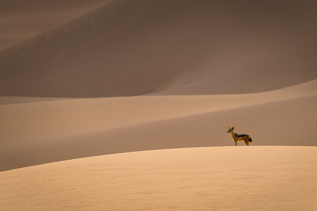 Lone Black Backed Jackal Surveys the Dunes of the Namib Desert