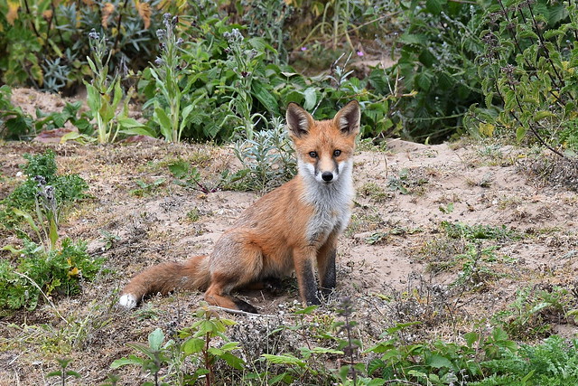 Young Fox Posing For Me