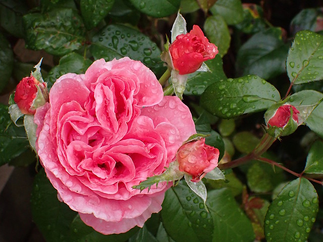 The English Rose