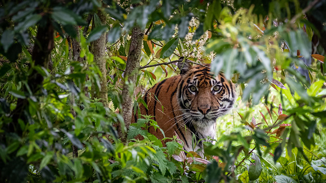 Sumatran Tiger - Kasarna