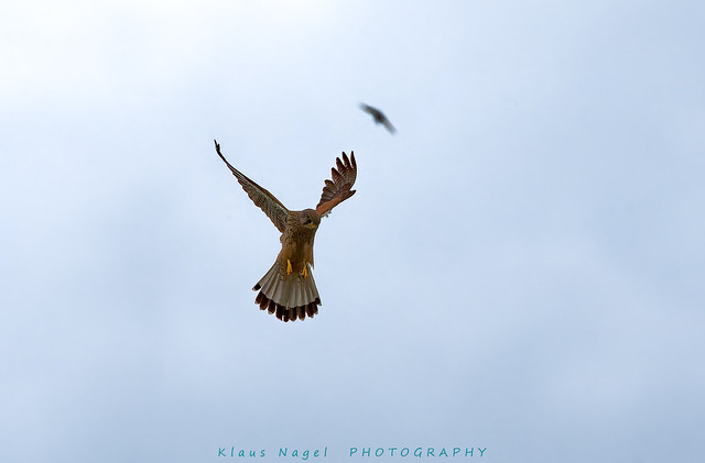 Falke im Rüttelflug  > <   Falcon in shaking flight