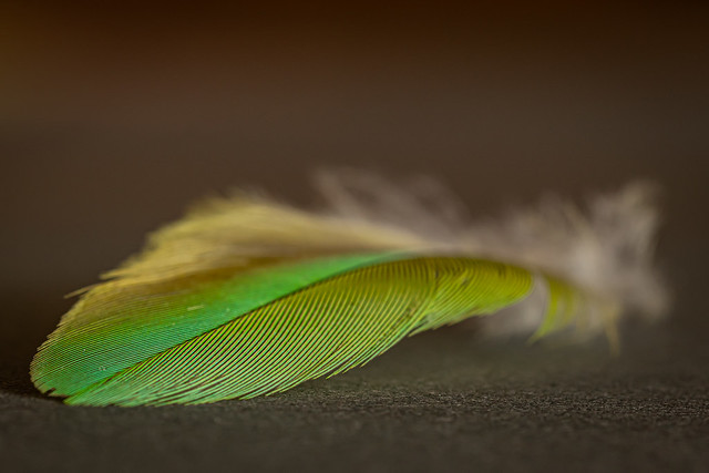 Parrot feather U