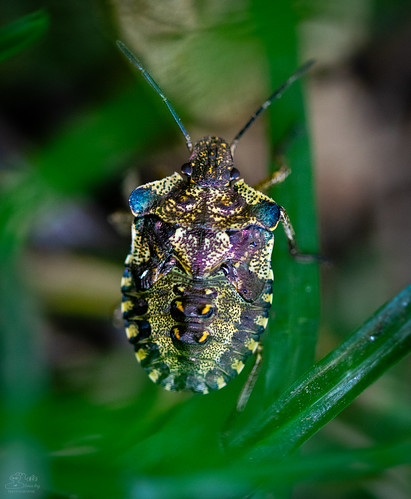 Sonya Insect sonia bny | Flickr