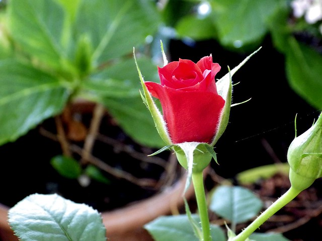 Rosa vermella petita / Litle red rose