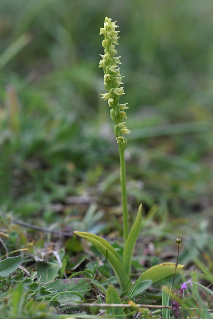 Musk Orchid (Herminium monorchis)