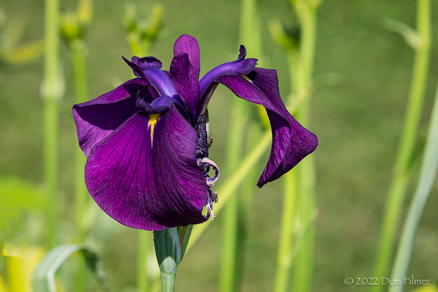 Iris at Colony Farm Gardens