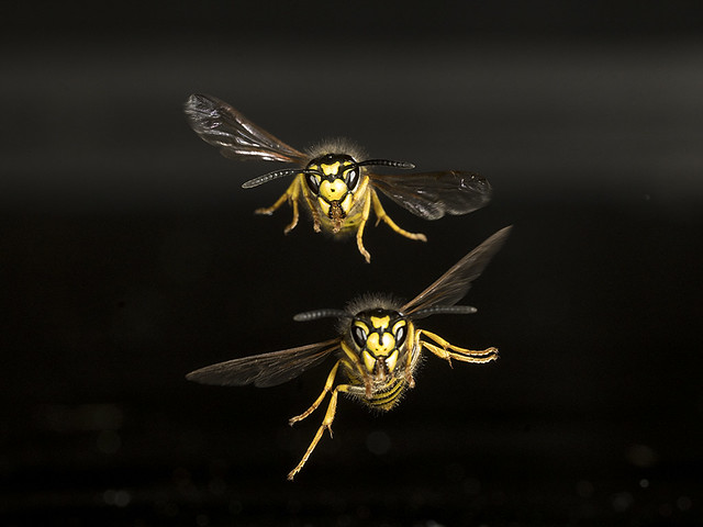 Two Wasp inflight