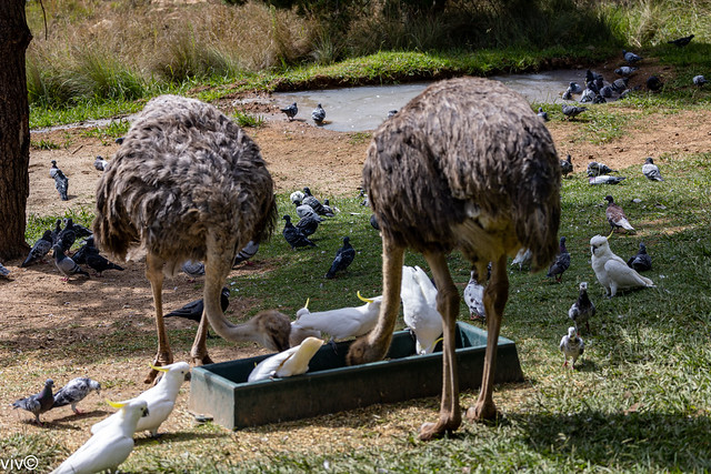 Lessons in harmony - on a sunny autumn noon, adult Common Ostriches share food with cockatoos and pigeons. The common ostrich is farmed around the world, particularly for its feathers, which are decorative and are also used as feather dusters.