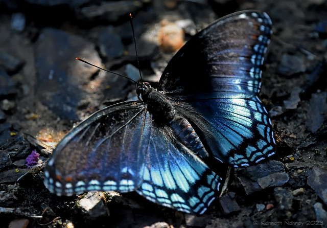 RED-SPOTTED PURPLE 3