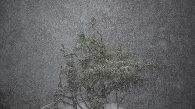 Cabbage tree in a snowstorm