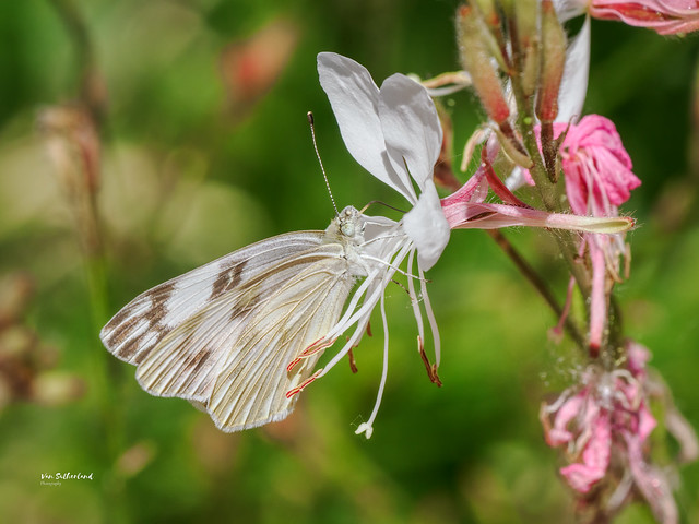 Checkered White butterfly on White Guara
