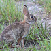 Flickr photo 'Eastern Cottontail (Sylvilagus floridanus)' by: Mary Keim.