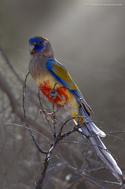 Parrot, Bluebonnet