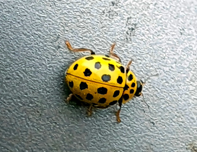 Zweiundzwanzigpunkt-Marienkäfer - Psyllobora vigintiduopunctata - 22-spot ladybird, Germany