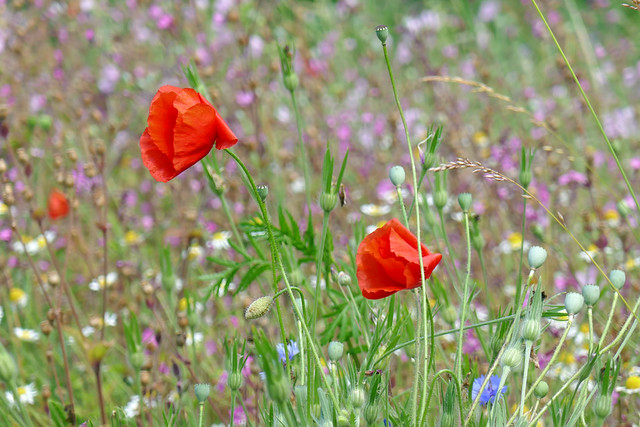 Southwell Poppies