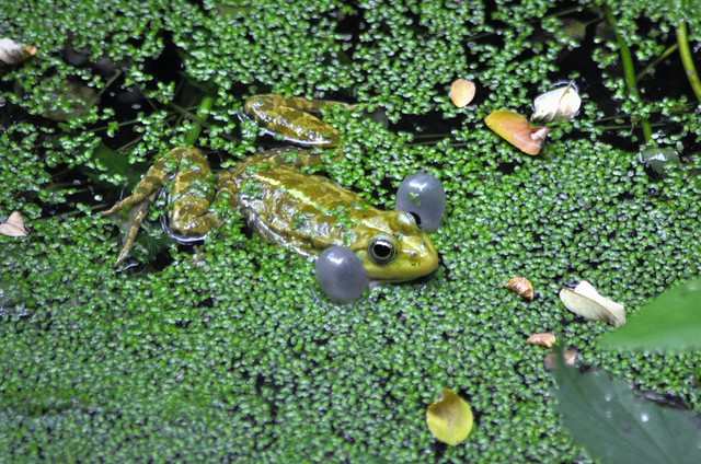 Pelophylax esculentus  - Grenouille verte ou Grenouille commune - Edible Frog - 15/06/23