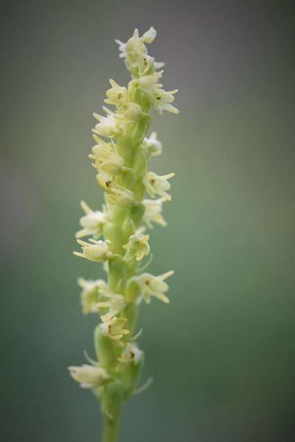 Musk Orchid (Herminium monorchis) 1 of 3