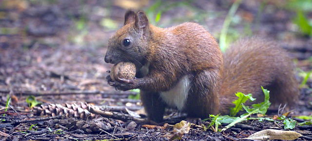 Nutty squirrel