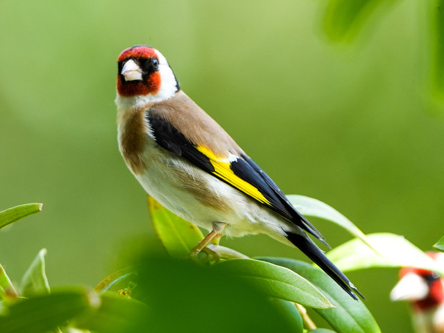 European Goldfinch/ Stieglitz