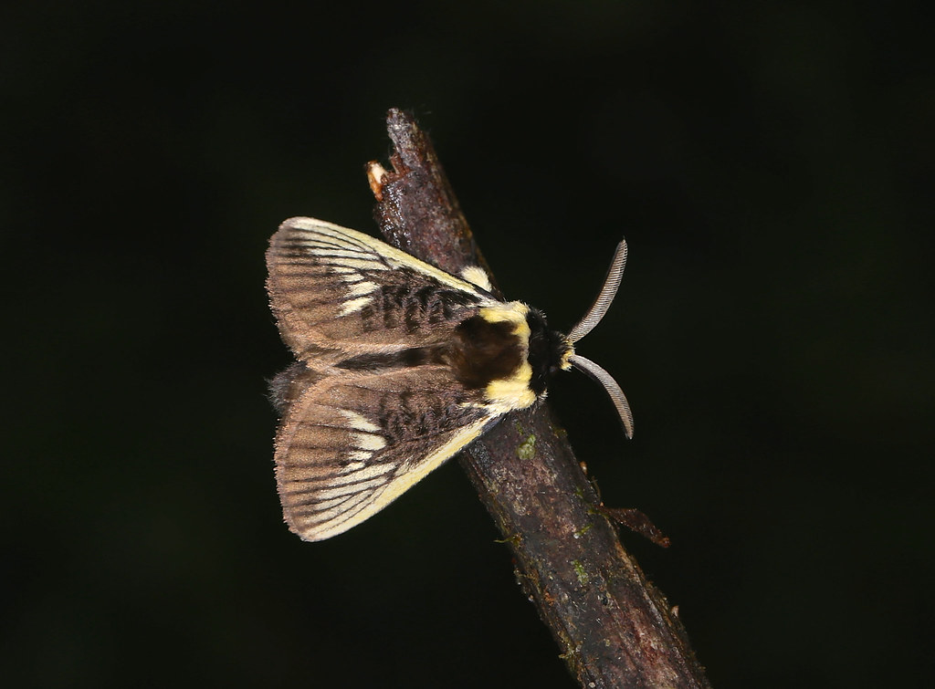 Podila Insect Podalia angulata | San Isidro lodge , Ecuador | Paul | Flickr