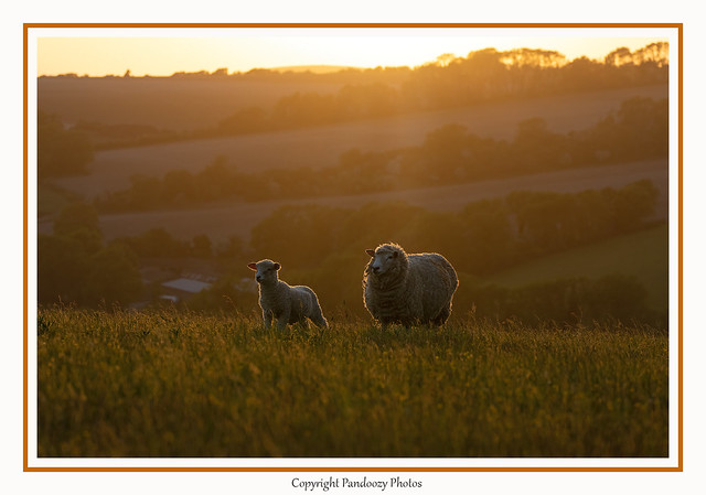 Ewe with her lamb-Ovis aries.