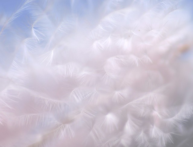 Fluffy end of a feather