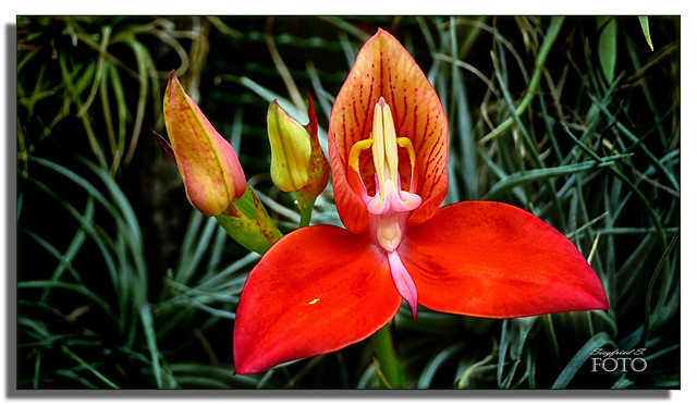 Disa uniflora – „Stolz des Tafelbergs“ - Orchidee aus Südafrika * Disa uniflora – „Pride of Table Mountain“ - Orchid from South Africa