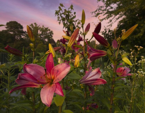 Pink Lily by RVAJay, henrico virginia unitedstates flower lily sunset