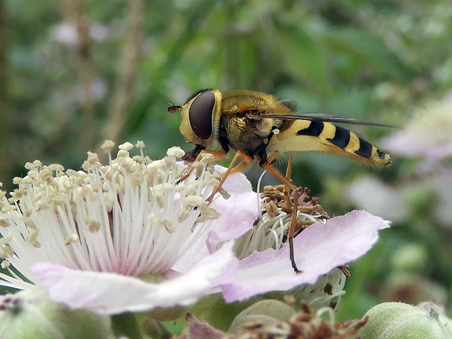 Hoverfly 54