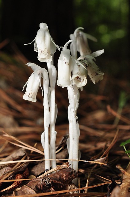 Ghost Pipe (Monotropa uniflora)