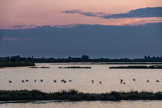 Flamingos at sunset.